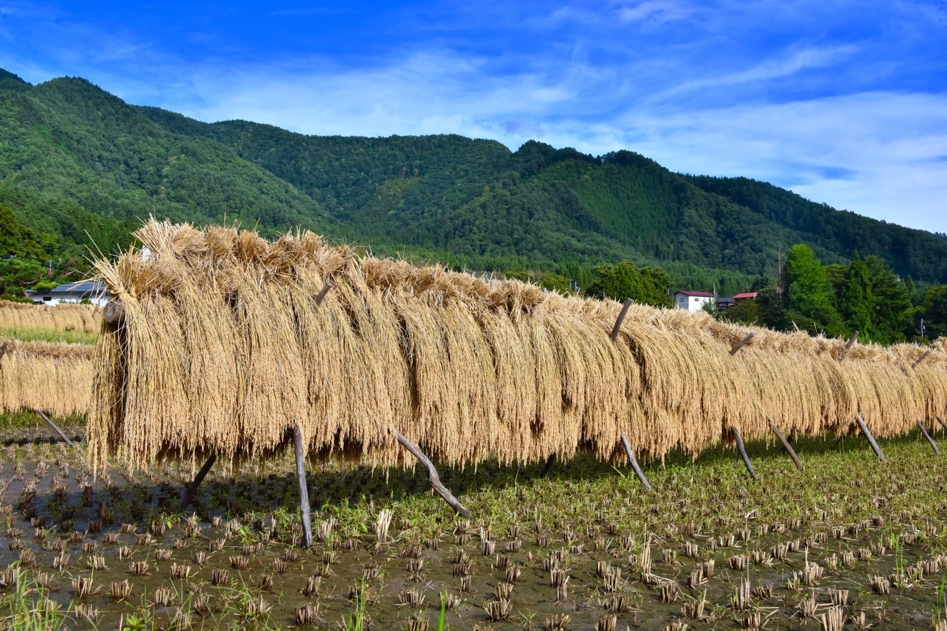世界一美味しいお米が育つまち 岐阜県飛騨市 そのワケとは 世界一美味しいお米が育つまち 岐阜県飛騨市 そのワケとは