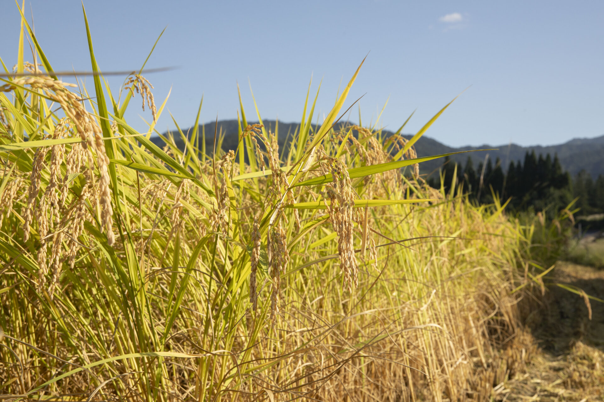 飛騨市産のプレミアム米